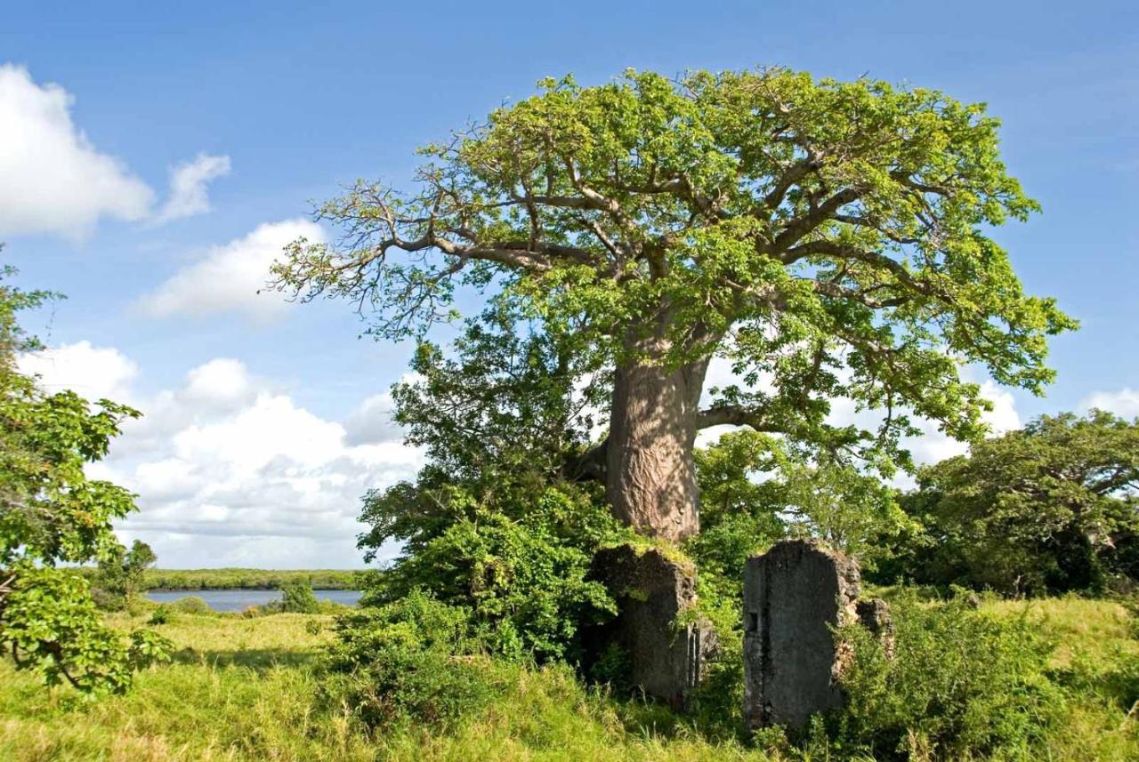 Manda Bay Villa Lamu Bagian luar foto